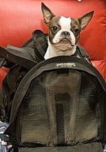 SturdiBag Pet Carrier Review – Ideal for a Large Dog of Up to 40 Lbs Sturdibag Large Pet Carrier