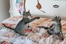 Best Cat Carrier on Wheels (for Difficult and Nervous Pets!)