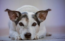 What Are the Best Pet Carriers for Dogs up to 30 lbs? dog carrier that can hold up to 30 pounds