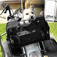 10 Must-Have Features in a Motorcycle Pet Carrier for Dogs How to choose a motorcycle-pet-carrier-for-dogs
