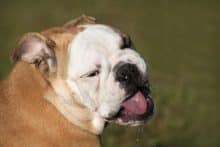 My Dog is Salivating Excessively — What Does That Mean?