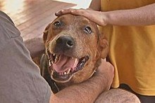How to Prevent Travel Anxiety in Dogs How to prevent Travel Anxiety in Dogs