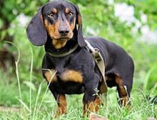 How to Choose Comfortable Dog Carriers for Dachshunds How to select Dog Carriers for Dachshunds