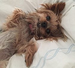 What are Good Dog Carriers for Teacup Yorkies? Finding the Best Dog Carriers for Teacup Yorkies