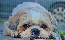 What Are the Most Suitable Dog Carriers for Shih Tzus? What's a good Shih Tzus?