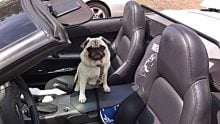 What Are the Best Dog Carriers for Pugs? How to select a good travel carrier for pugs