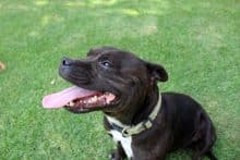 Pet Carriers for American Staffordshire Terriers: Top 3 Selections for Am Staffs! Best pet carrier for a Staffordshire Bull Terrier