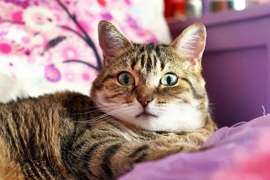 is it bad to keep a cat in a cage?