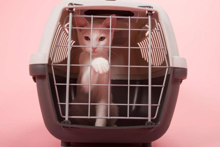 How to Crate Train a Cat or Kitten — Pet Carrier Verdict