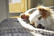 Is it Normal for a Senior Dog to Get Skinny? Why is my dog urinating when sleeping?