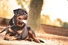 Top 20 Most Loyal and Protective Dog Breeds for Families best guard dog breeds for families with children