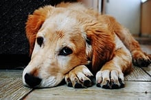 How to Get Rid of a Yeast Infection on a Dog's Paw Is it a dog fungal skin infection?
