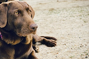My Dog Is Lethargic But Eating And Drinking My Dog Is Lethargic But Eating And Drinking