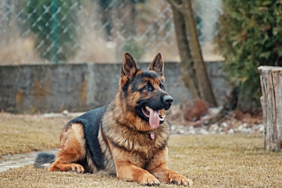 Dog Not Drinking Or Eating Lethargic Dog Not Drinking Or Eating Lethargic