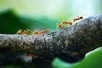 How do you treat ant bites on a dog?