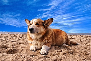 Get Rid of a Yeast Infection on Dog Paws — Try This Effective Foot Soak!