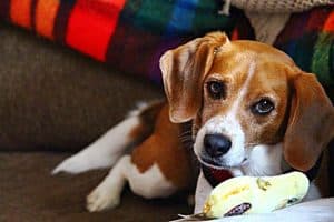 chewing