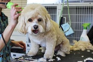 Can you cut dog hair with human clippers Clearance