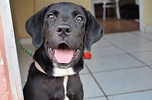 how to keep a dog cool in a kennel