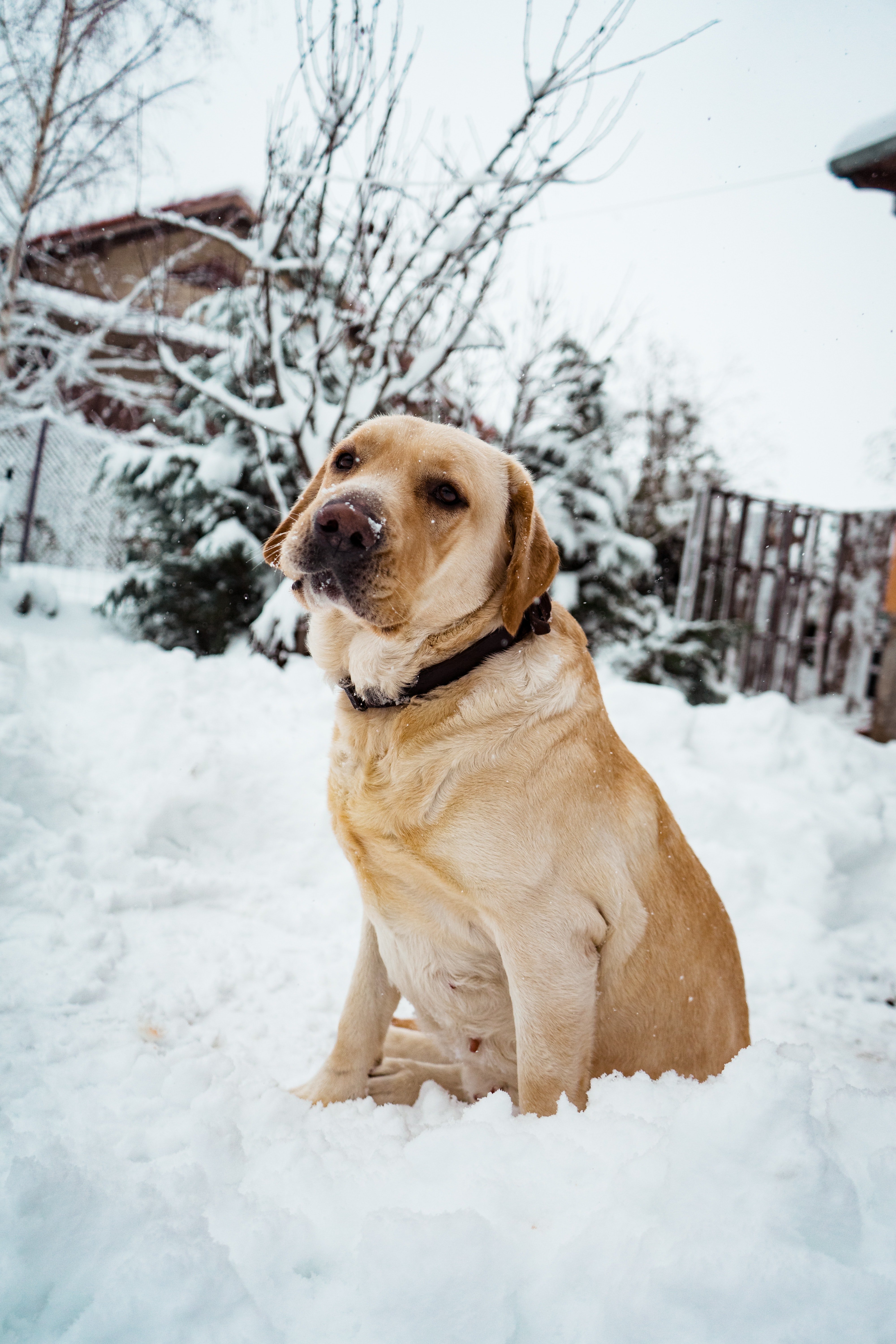 What Dogs Can Tolerate Cold Weather