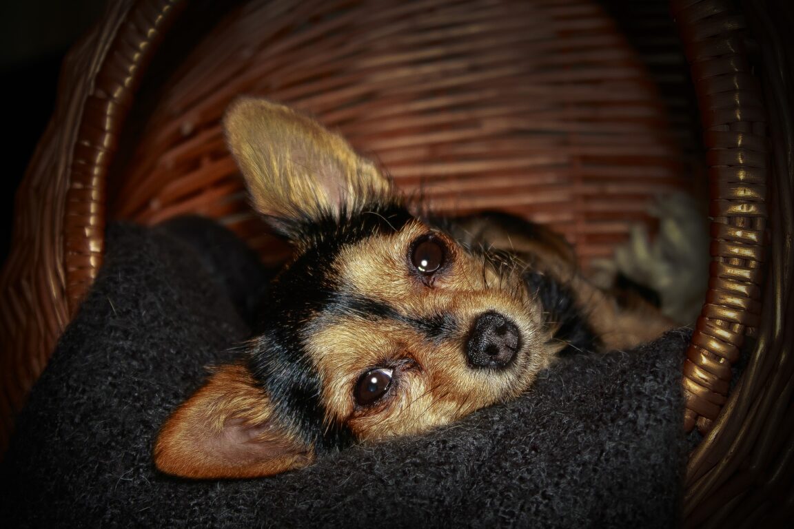 Traveling Is Stressful! — 10 Tips For Flying With An Anxious Dog