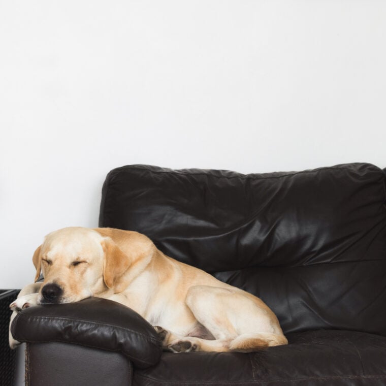 Pawfect RV Partners! Best Dog Breeds For RV Living And Travel