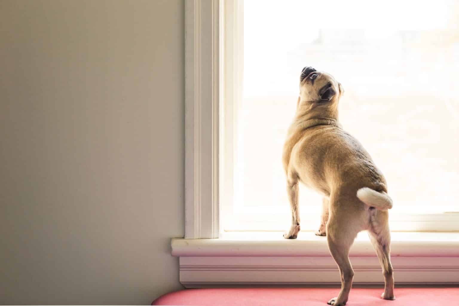 What You Need To Know About Keeping Dogs in Upstairs Apartments