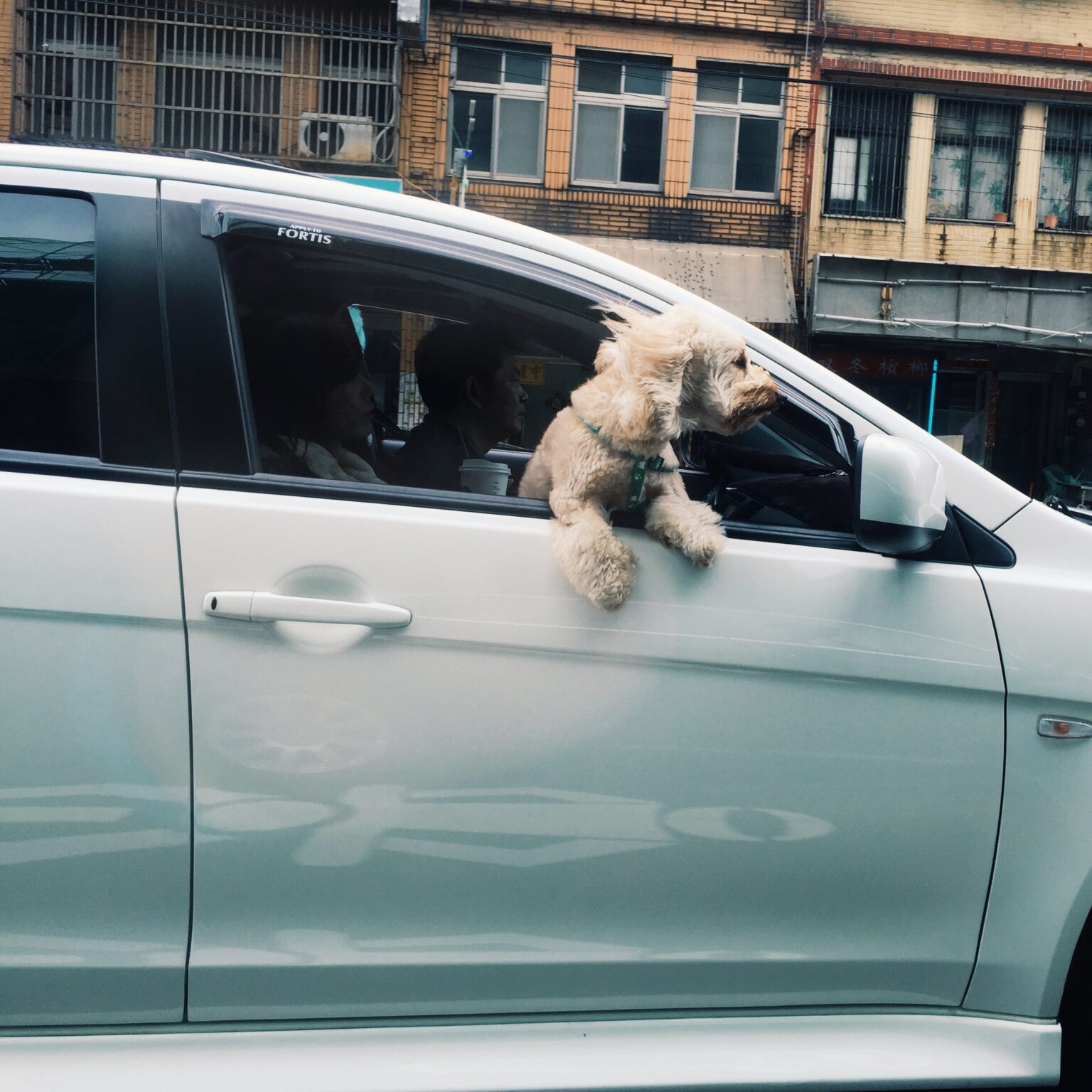 Dog Friendly Car Rental — Do Rental Cars Allow Pets?