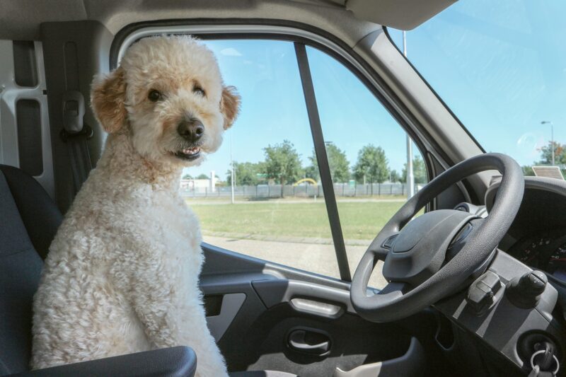 11 Tips for Taking an Uber Ride with your Dog — Rideshare