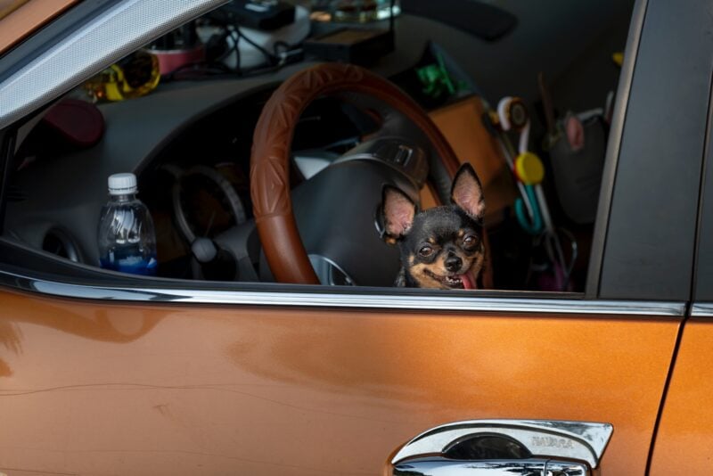 Dog Friendly Car Rental — Do Rental Cars Allow Pets?