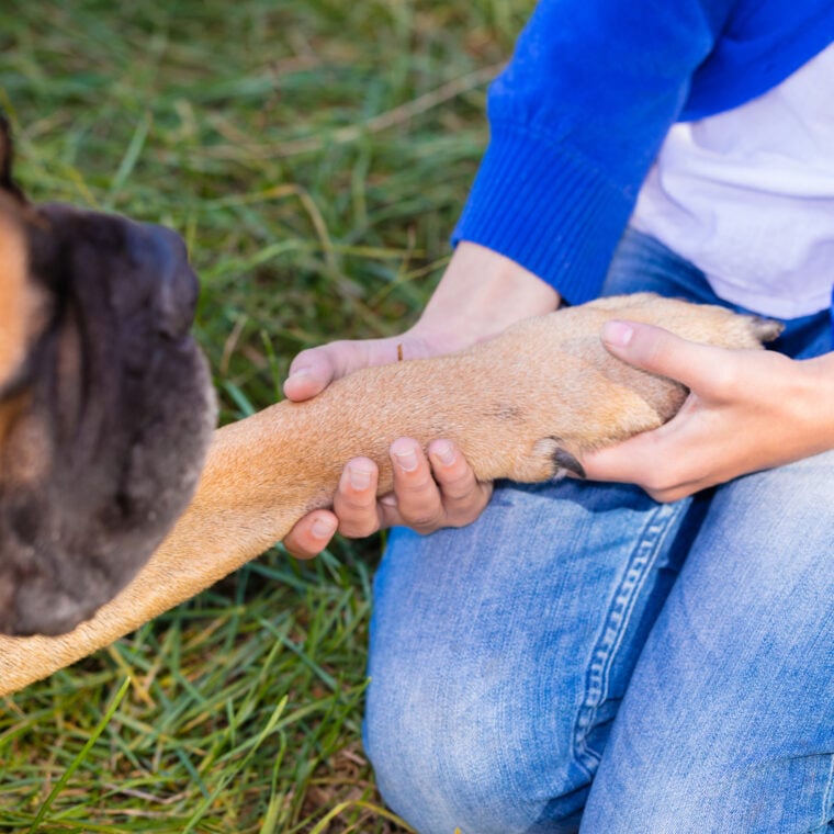 How to Keep Your Dog's Paws Warm and Safe in Cold Weather