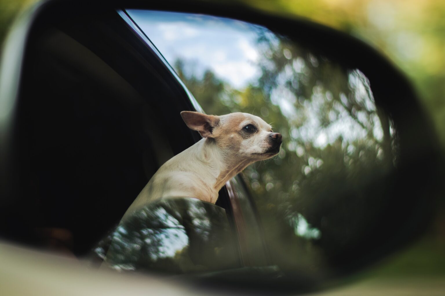 Dog Friendly Car Rental — Do Rental Cars Allow Pets?