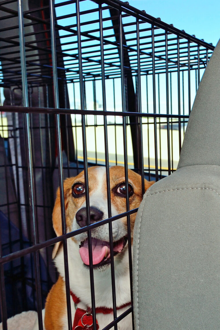 My Dog Freaks Out in Crate — Tips to Reduce Anxiety & Calm Your Dog