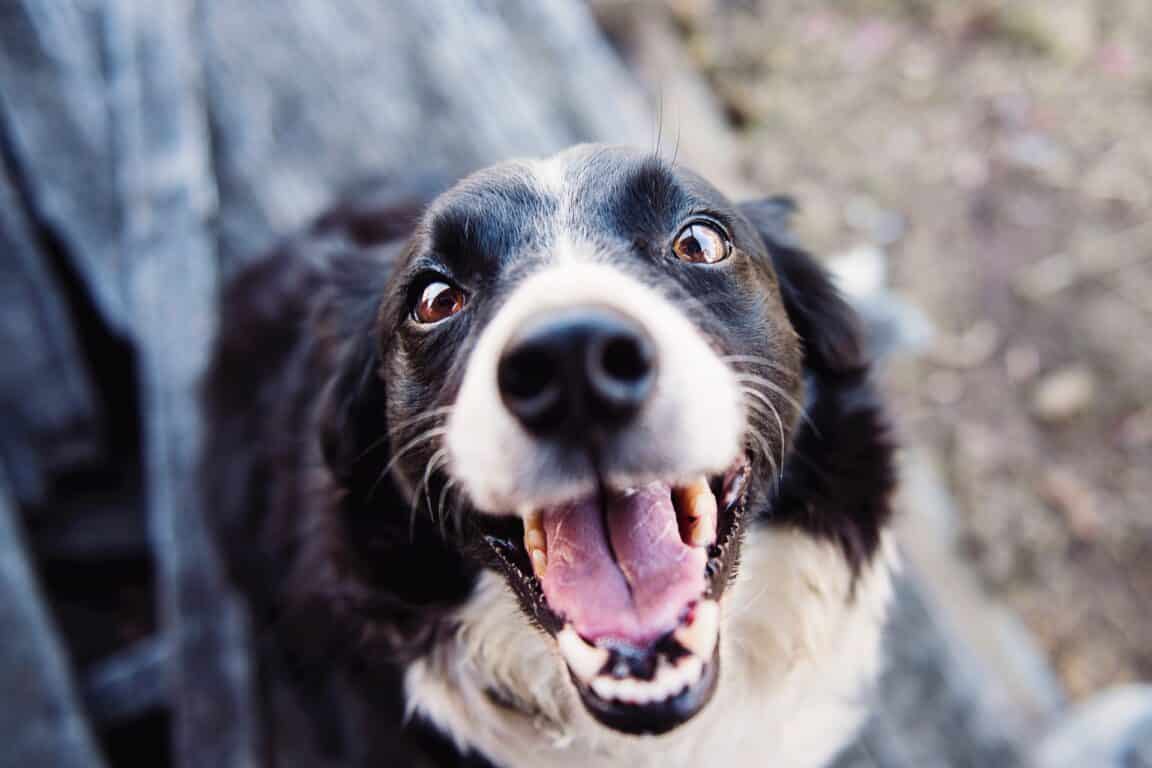 Mind Games! Dog's Need Mental Stimulation — How Much?