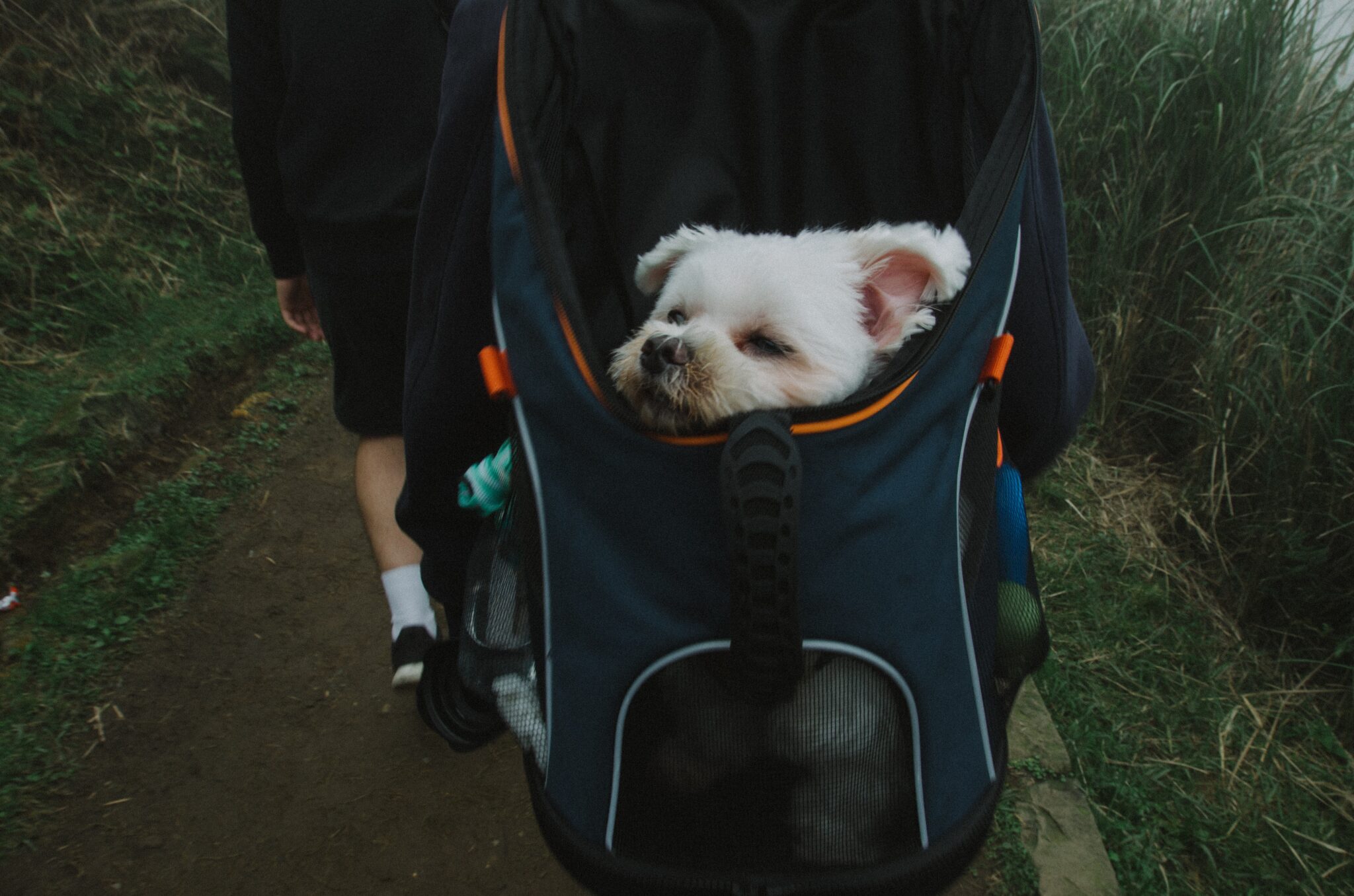 What You Need To Know About Flying With A Pet Dog Carrier For Plane what-you-need-to-know-about-flying-with-a-pet-dog-carrier-for-plane