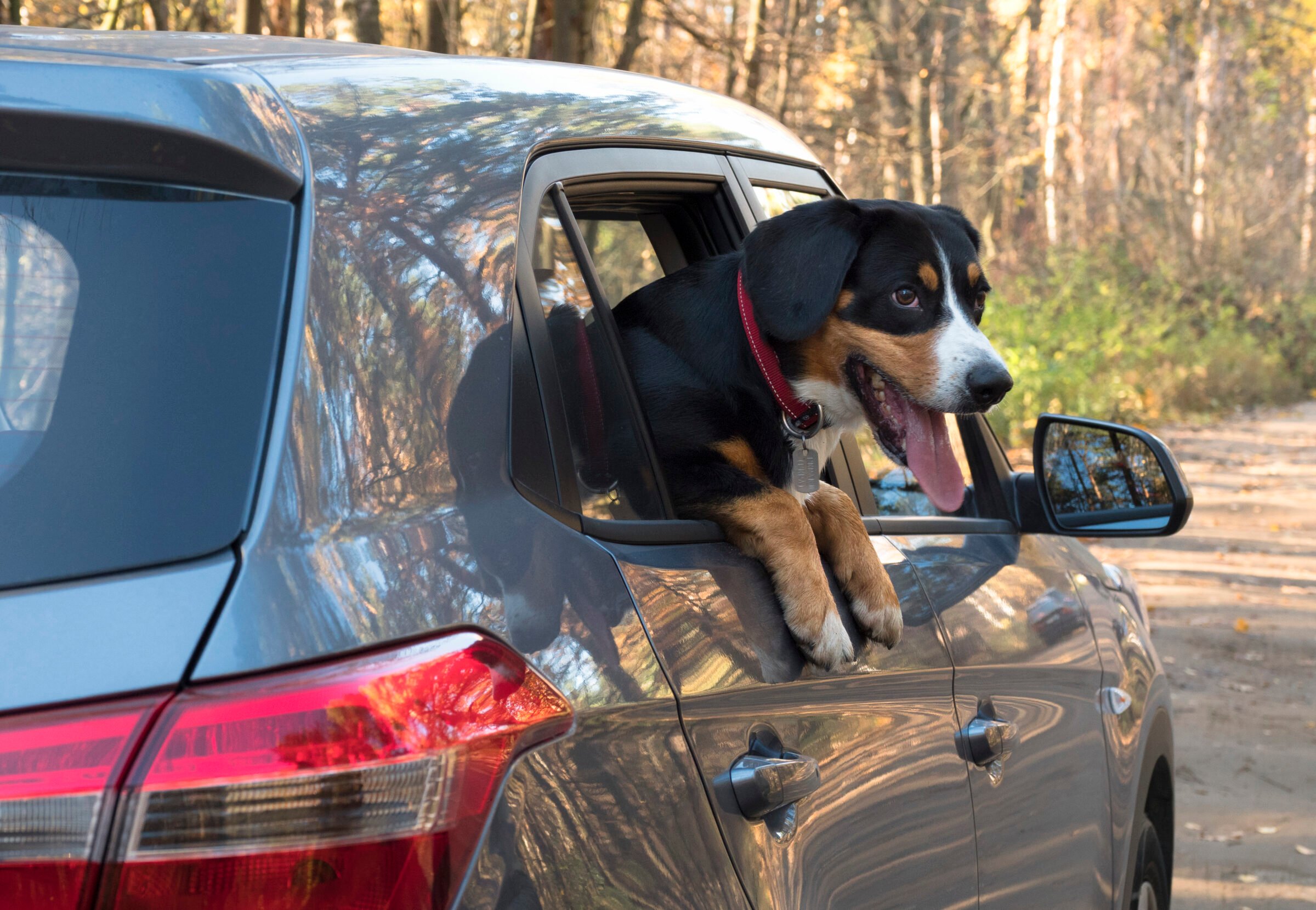 Urban Lifestyle — Does Lyft Allow Dogs? — Rideshare Dogs