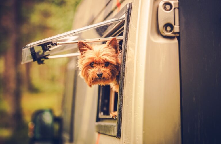 14 Essential RV Accessories for Dogs — Pet Carrier Verdict