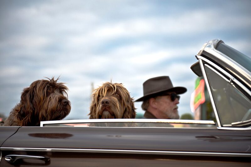 Dog Friendly Car Rental — Do Rental Cars Allow Pets?
