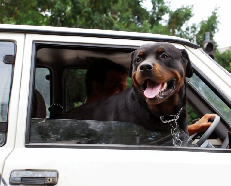 The Complete Guide to Taking Your Dog in the Car — Pet Carrier Verdict