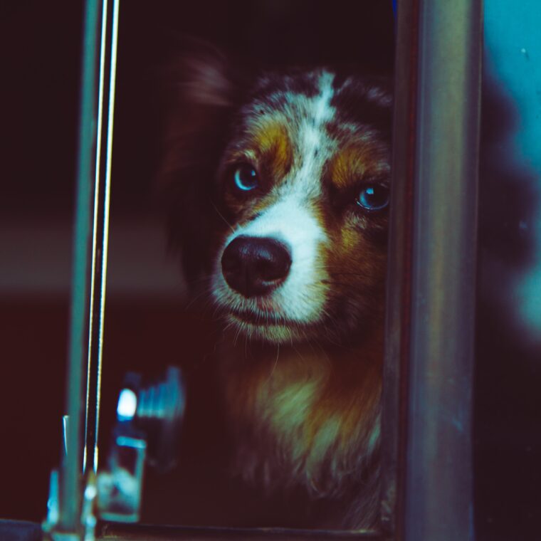 What to Look for When Buying Insulated Kennel Covers for Dogs