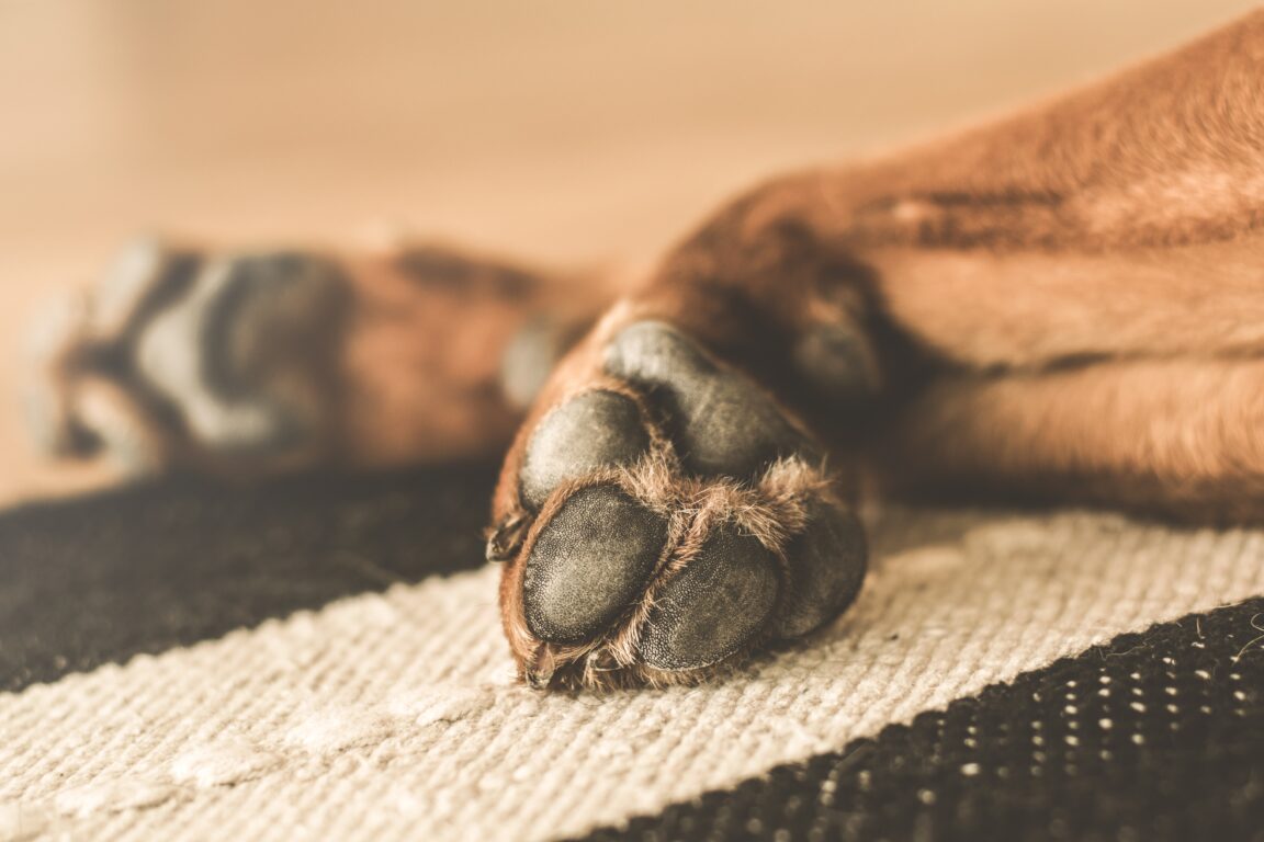 How to Keep Your Dog's Paws Warm and Safe in Cold Weather