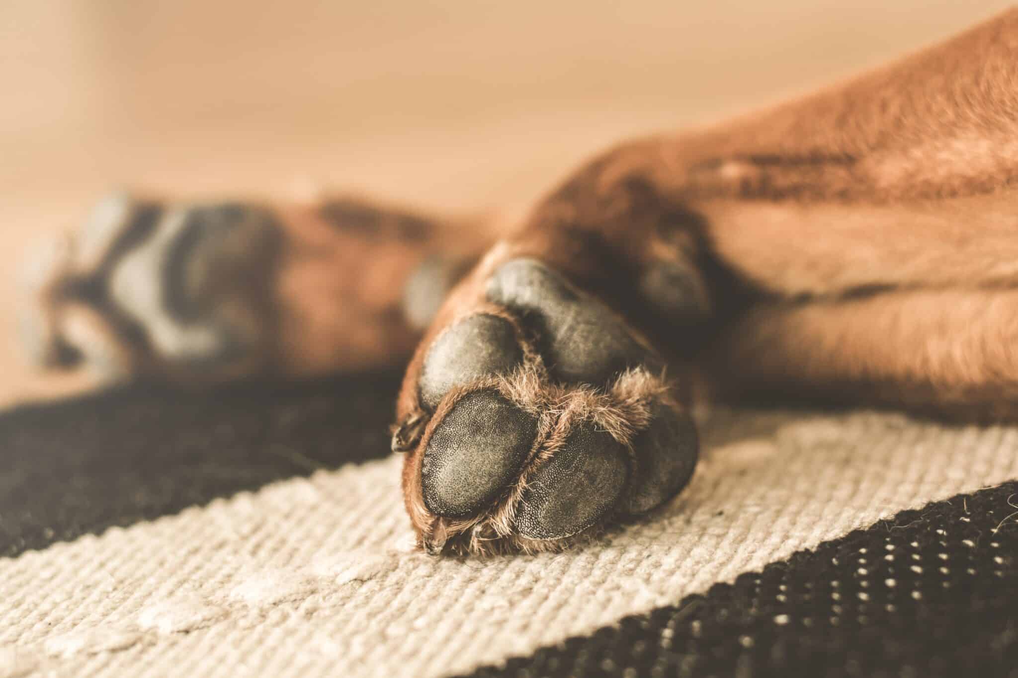 How to Keep Your Dog's Paws Warm and Safe in Cold Weather