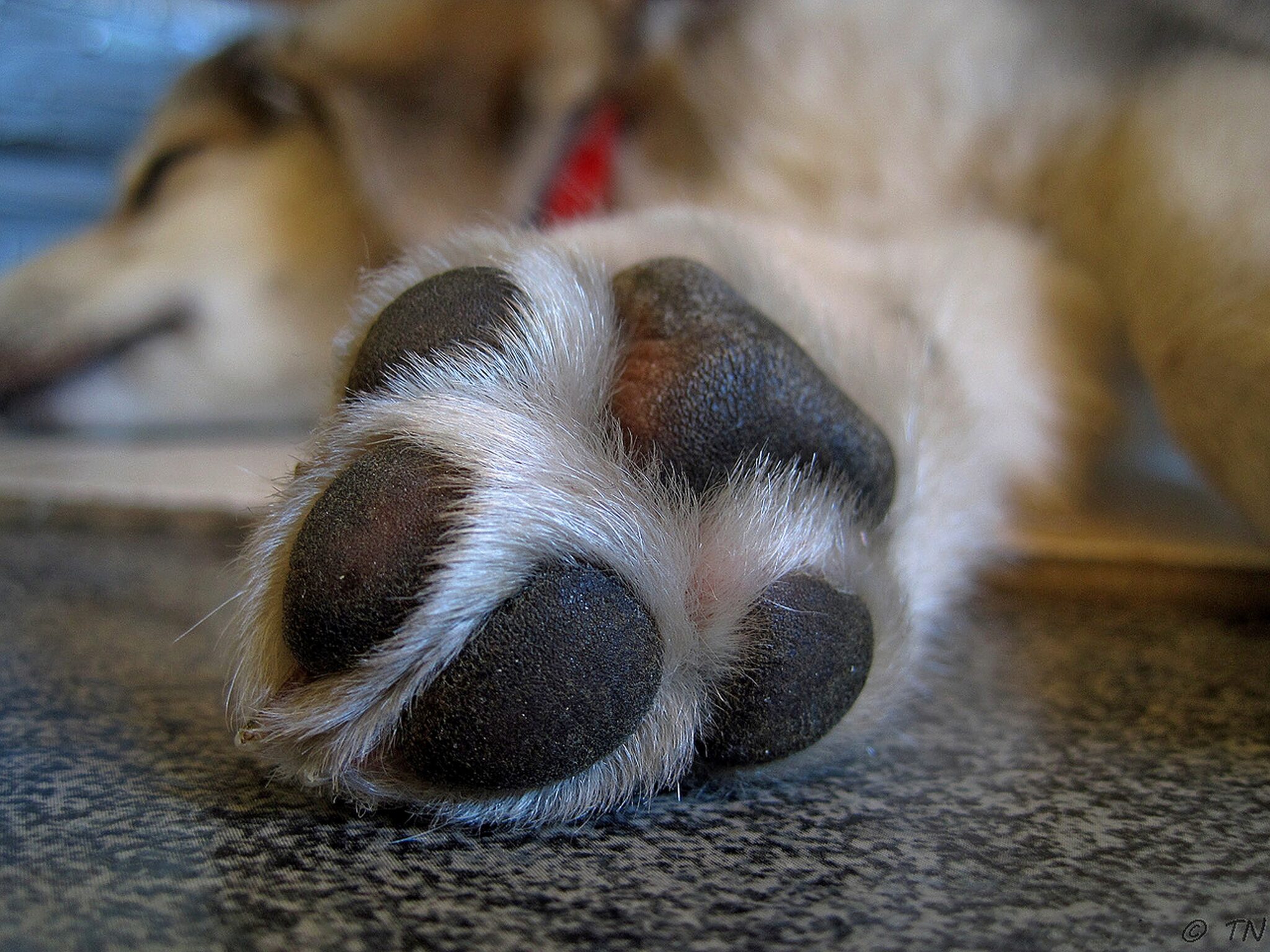 How to Keep Your Dog's Paws Warm and Safe in Cold Weather