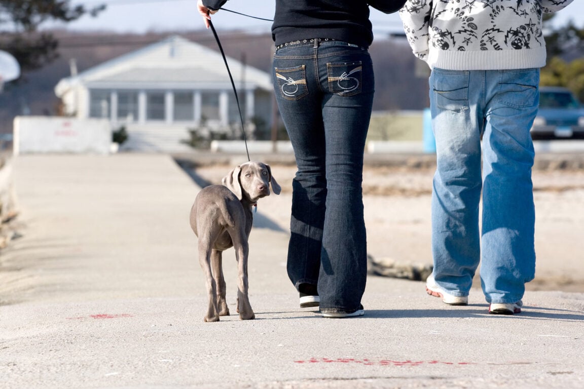 Behavioral Reasons For A Dog Not Peeing — Why Won't My Dog Pee!