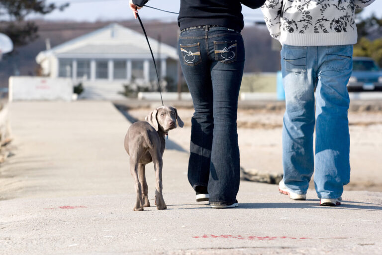 Behavioral Reasons For A Dog Not Peeing — Why Won't My Dog Pee!