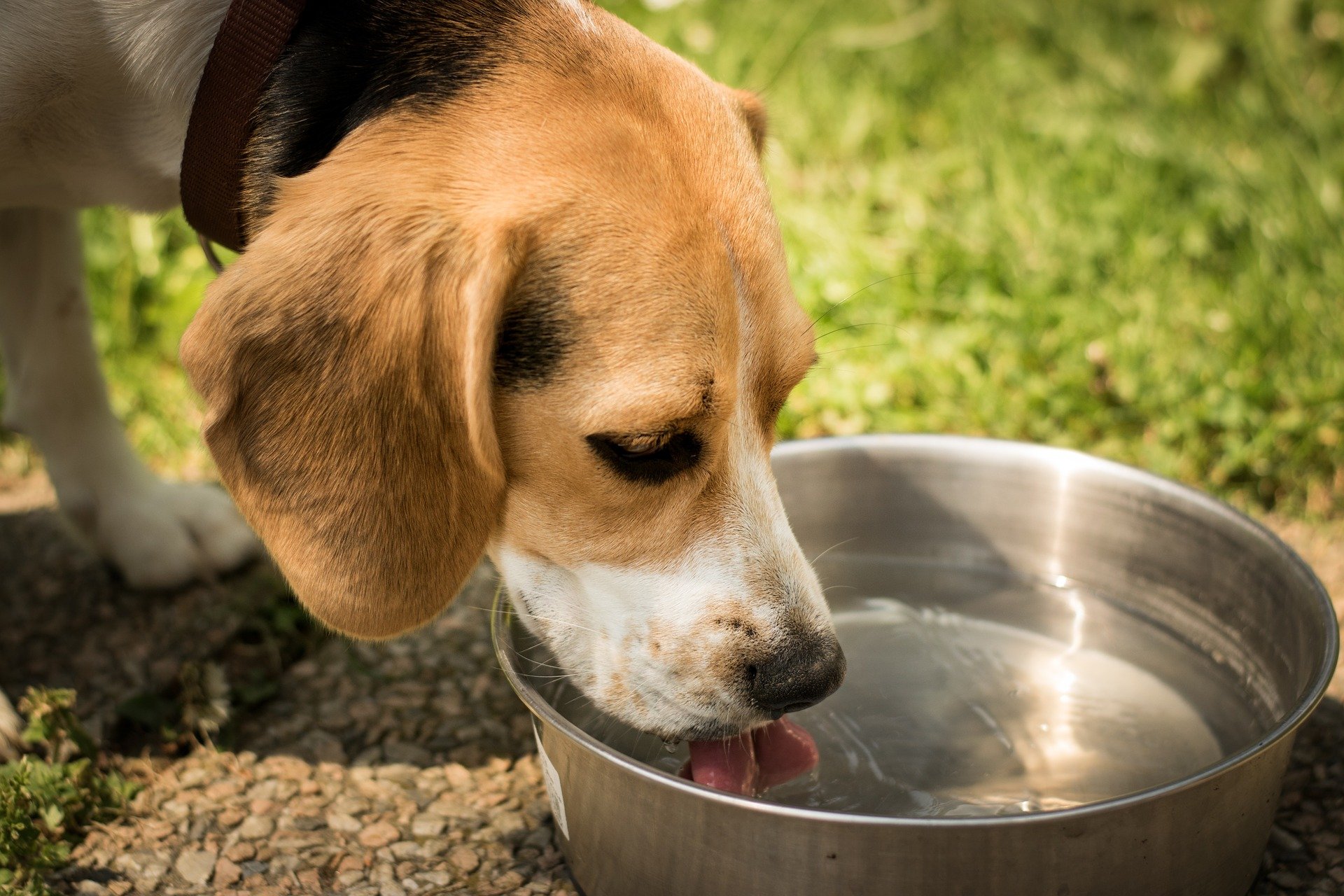 Dog Not Drinking Water — How to Trick Your Dog into Drinking Water