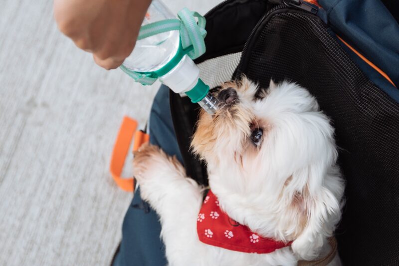 Dog Not Drinking Water — How to Trick Your Dog into Drinking Water