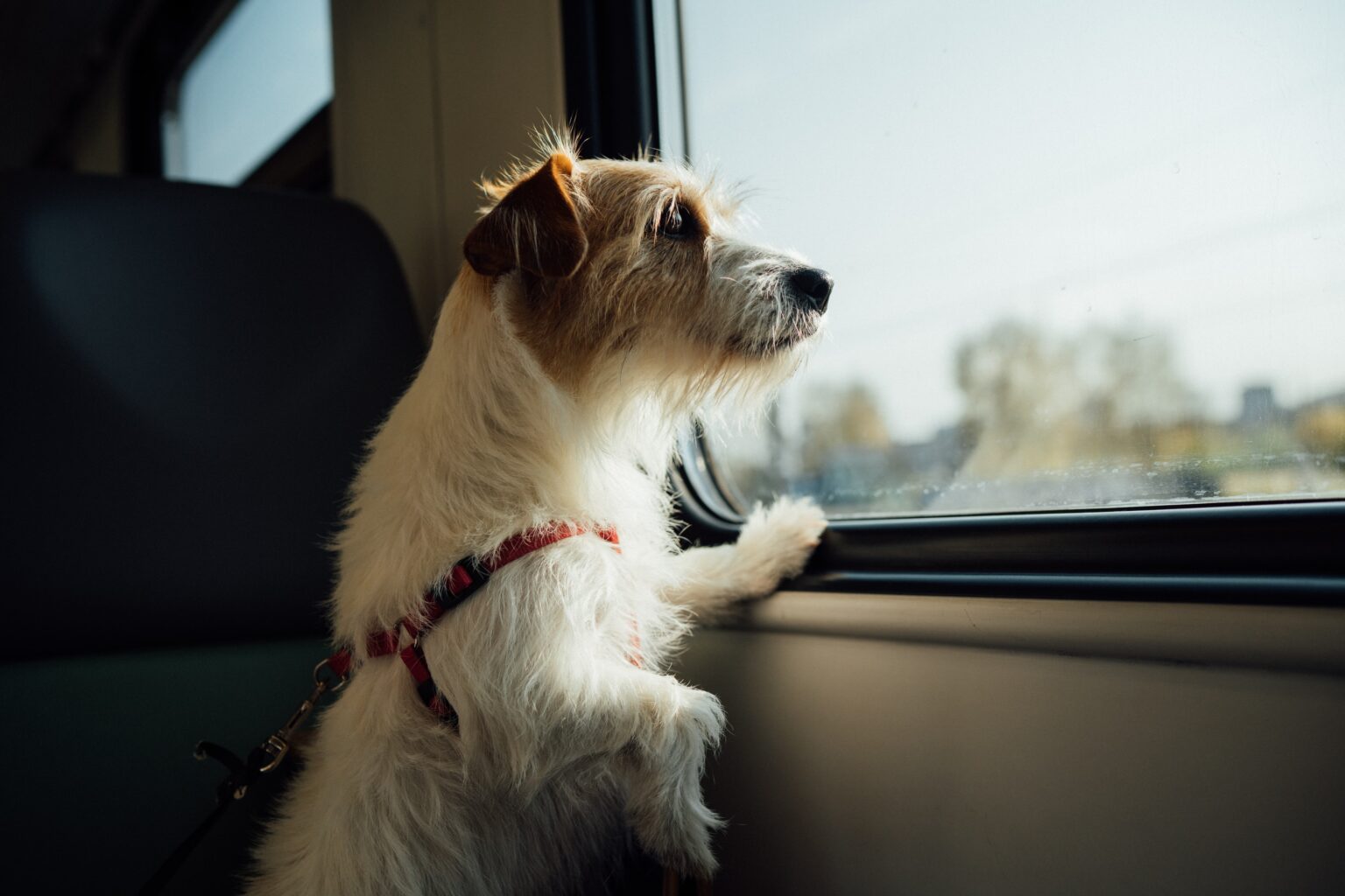 How to Secure Dog Carrier in a Car Travel Safely With Your Pet