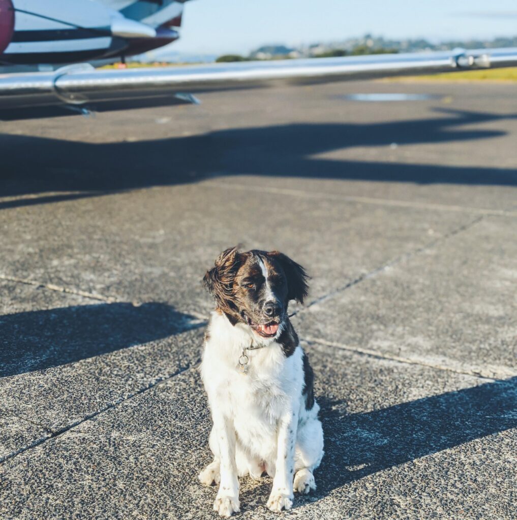 Southwest Pet Carrier — How Strict is Southwest About Pet Carrier Size?