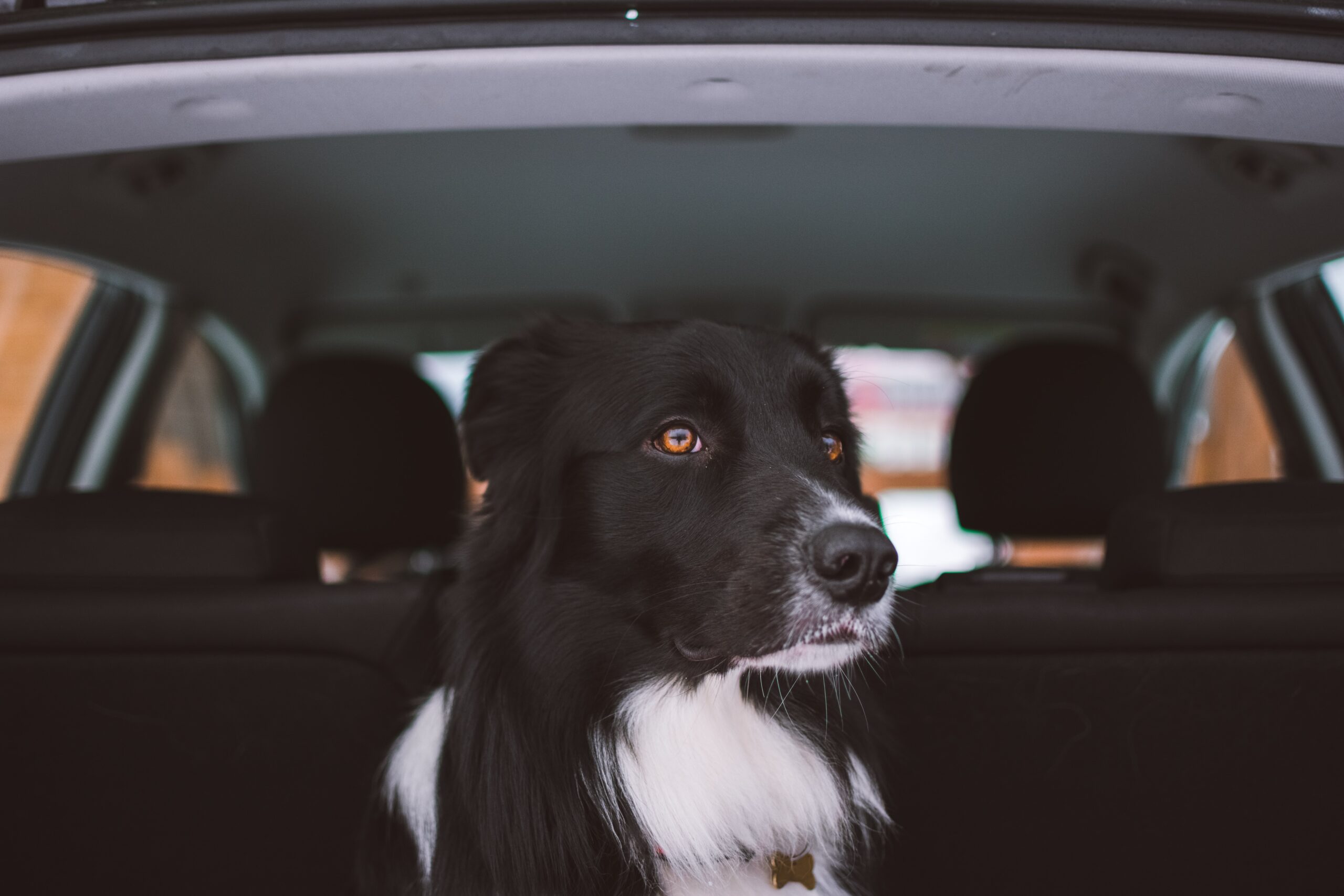 How to Secure Dog Carrier in a Car | Travel Safely With Your Pet